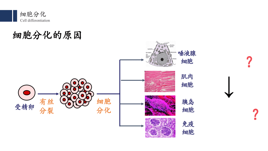 细胞分化简图图片