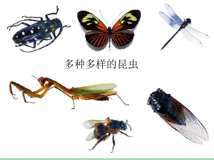 苏科版七年级下册生物 12.2昆虫 课件(24张PPT)