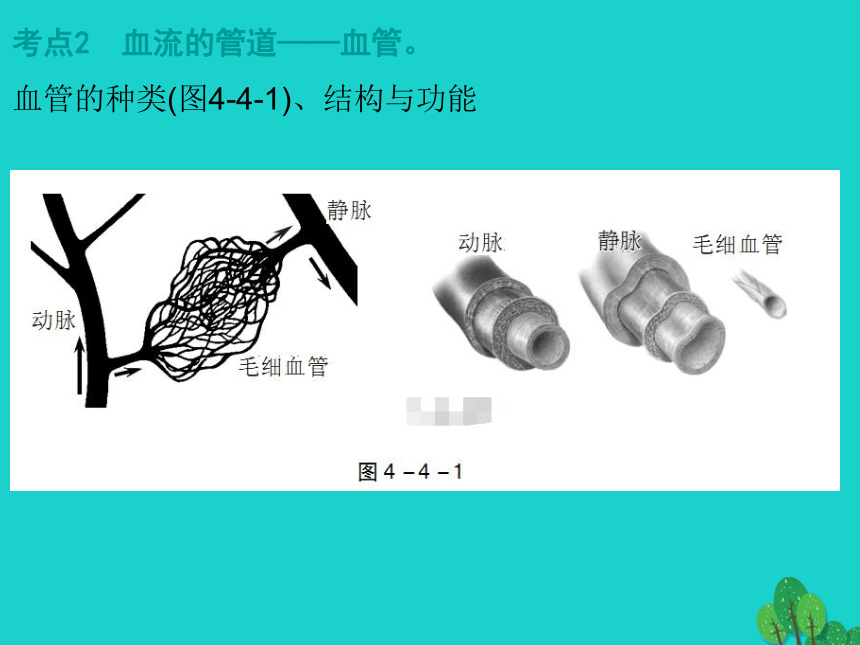 2017年中考生物复习--人体内物质的运输 课件（36张）