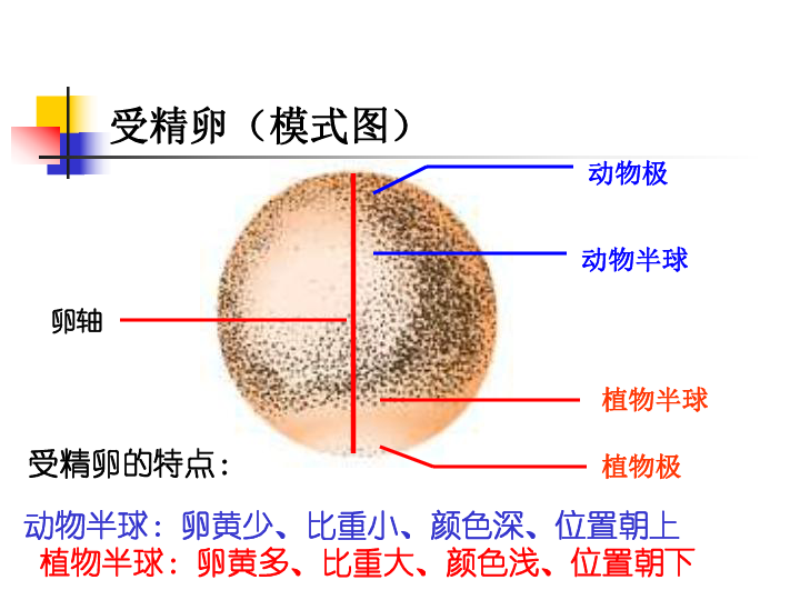 高等动物个体发育下载