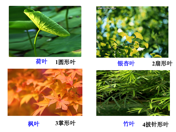 《植物的叶》课件  (共38张PPT)