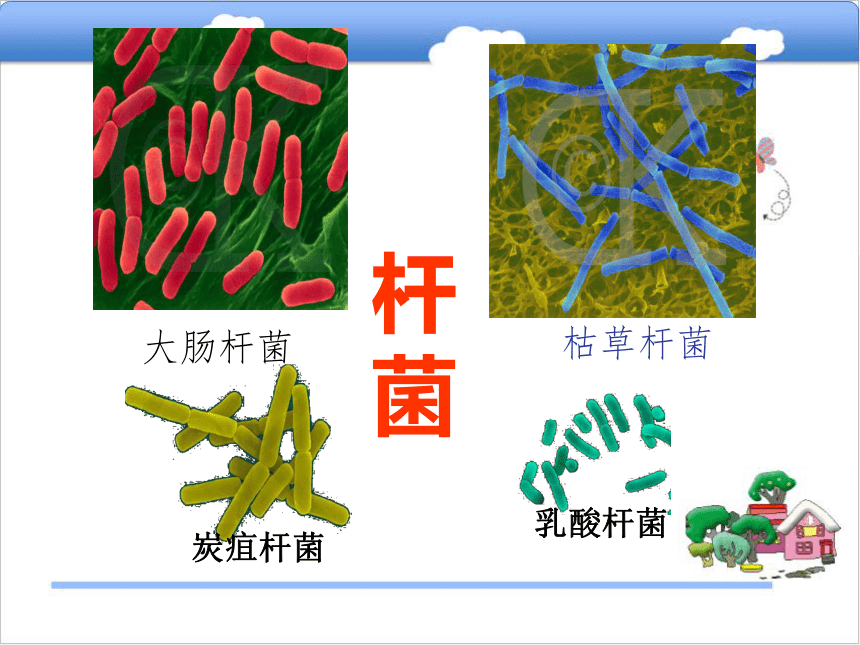 八年级生物上册5.1.1细菌课件（1）（新版）冀教版  29张PPT