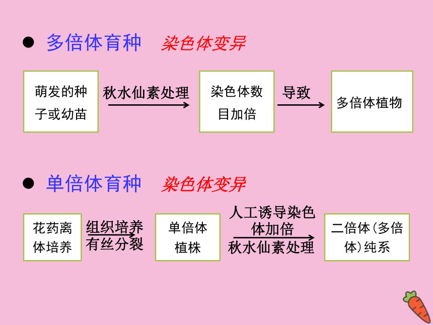 高中生物人教版2019必修2課件第六章第1節雜交育種與誘變育種22張