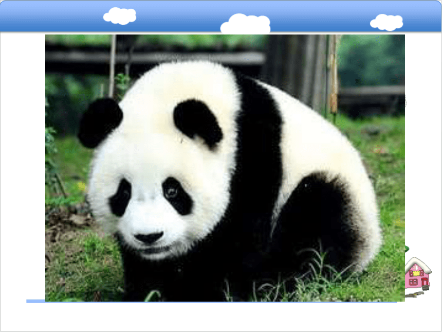 2.3大熊猫出国课件