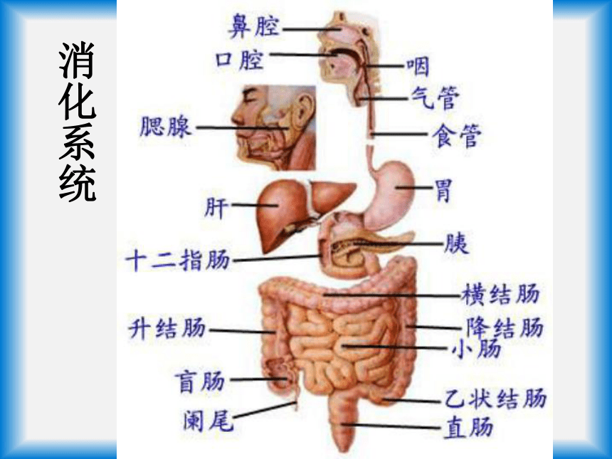 高二生物必修3 第一章人体内环境和稳态 1、2节课件新人教版 （共37张PPT）