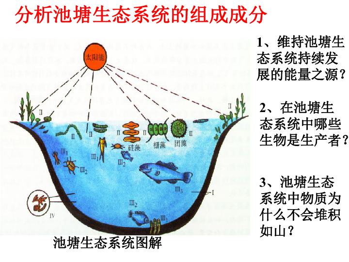 池塘生态系统图解图片