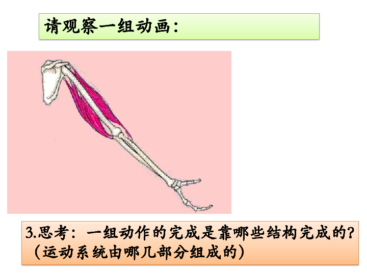 第一节动物的运动 课件（共20张PPT）