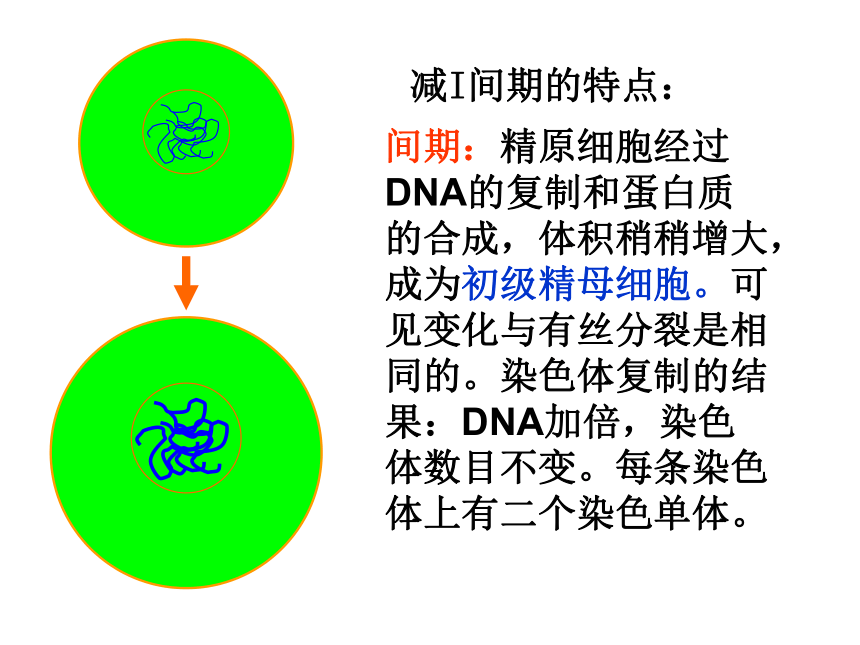 高中生物北师大版必修二第二章第1节染色体在减数分裂中的行为 课件（57张PPT）