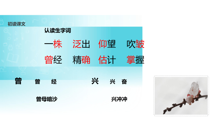 第一朵杏花课件(共35张PPT)