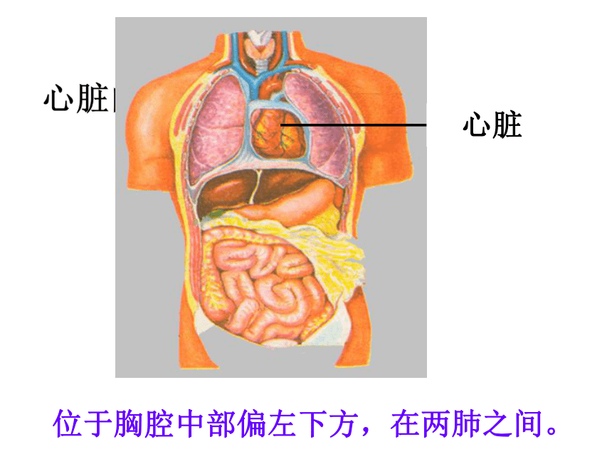 胸口器官图片