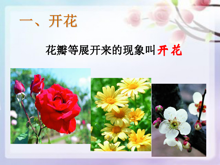 第五节 植物的开花和结果 课件(共44张PPT)