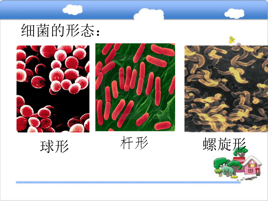 八年级生物上册5.1.1细菌课件（1）（新版）冀教版  29张PPT