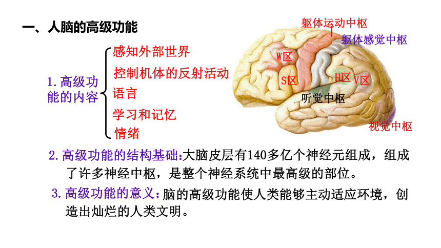 20212022学年人教版2019高中生物选择性必修一25人脑的高级功能课件共