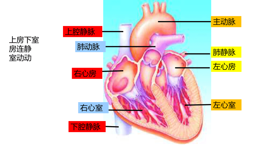 人教版七年级生物下册第四单元第四章第三节输送血液的泵--心脏课件（33张ppt）