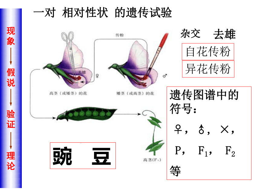 基因的分离规律