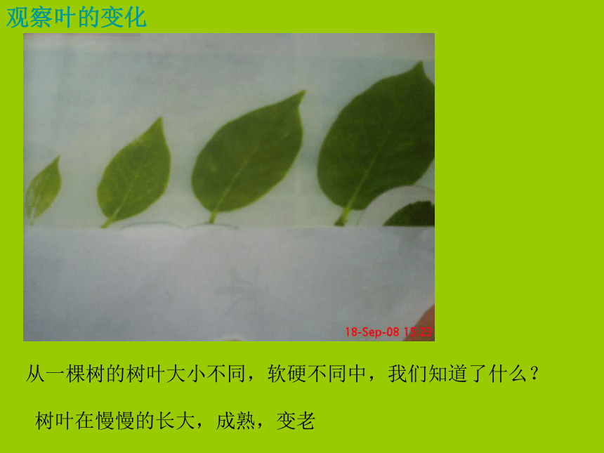 （教科版）三年级科学上册课件 植物发生了什么变化 1