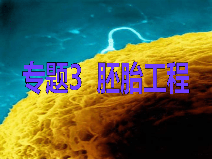 浙科版生物选修3第三章第一节从受精卵谈起（共44张PPT）