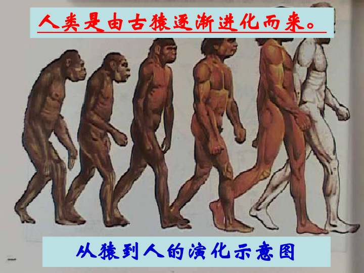 第1课中国早期人类的代表--北京人  课件（19张ppt）