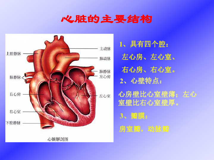 人教版生物七年级下册4.4.3输送血液的泵——心脏课件（19张ppt）