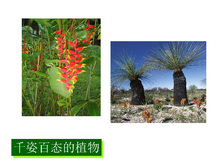 二年级上册美术课件-10 茂盛的植物 沪教版 (共16张PPT)