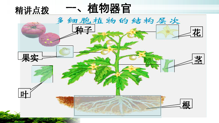 植物的四大器官图片