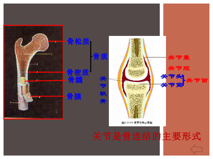 关节头关节窝图片图片