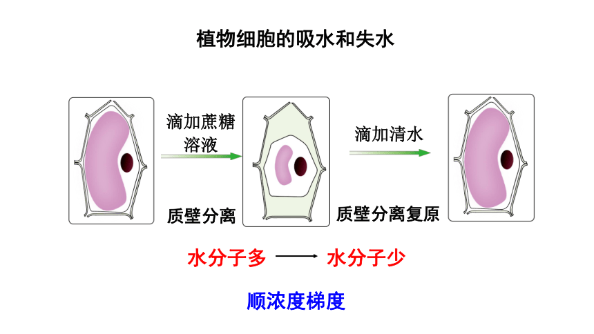 2021——2022学年高一上学期高中生物人教版  必修1 -4.3  物质跨膜运输的方式  课件（29张ppt)