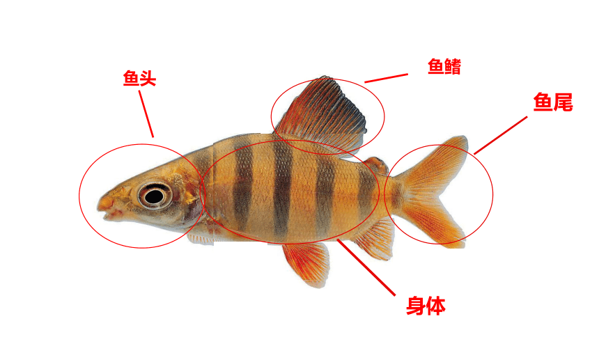 二一教育身体  鱼尾  鱼鳍  鱼头   剪对称鱼形  外形  花纹  返回