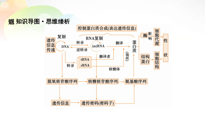 必修2 第2单元 第3讲 基因的表达 课末总结(共20张PPT）