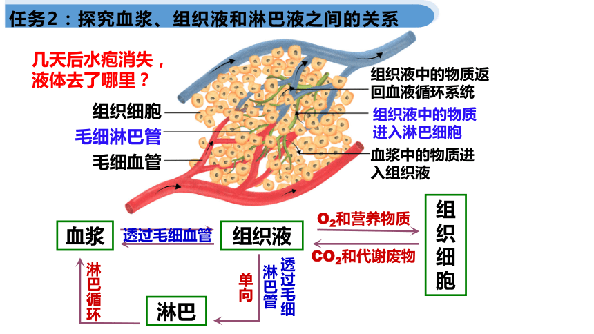 内环境液体循环示意图图片