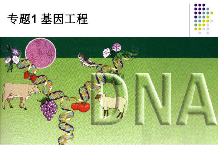 【微课第一期】人教版选修3专题1---1.1 DNA重组技术的基本工具（老久讲生物-43张ppt）课件