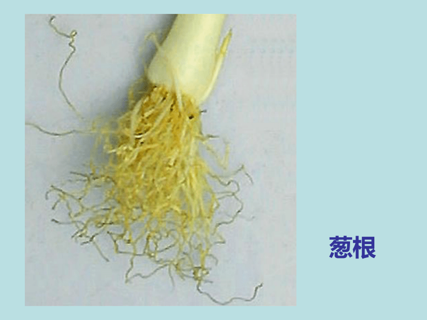 科学四年级上青岛版3.9植物的根课件(31张）