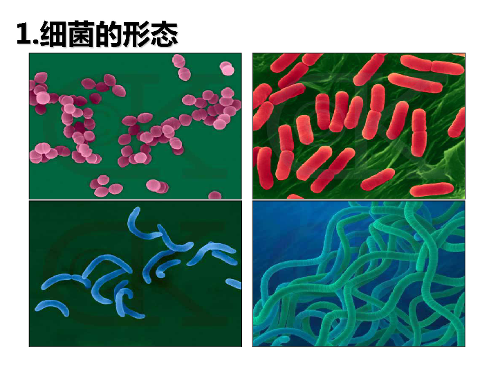 高中生物人教版选修一专题2课题1 微生物的实验室培养 (共43张PPT)