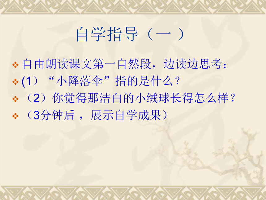 《蒲公英》课件