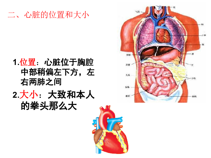 心脏具体位置图图片