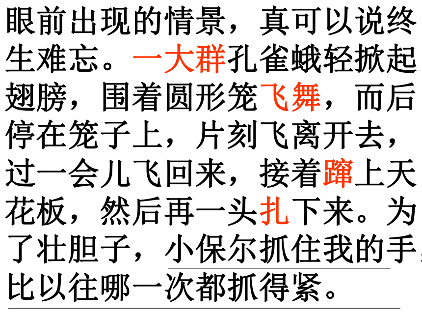 《大孔雀蛾的晚会》课件