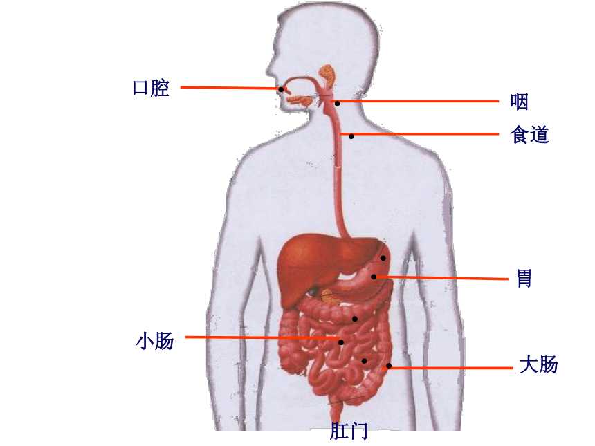 气管食道解剖图图片