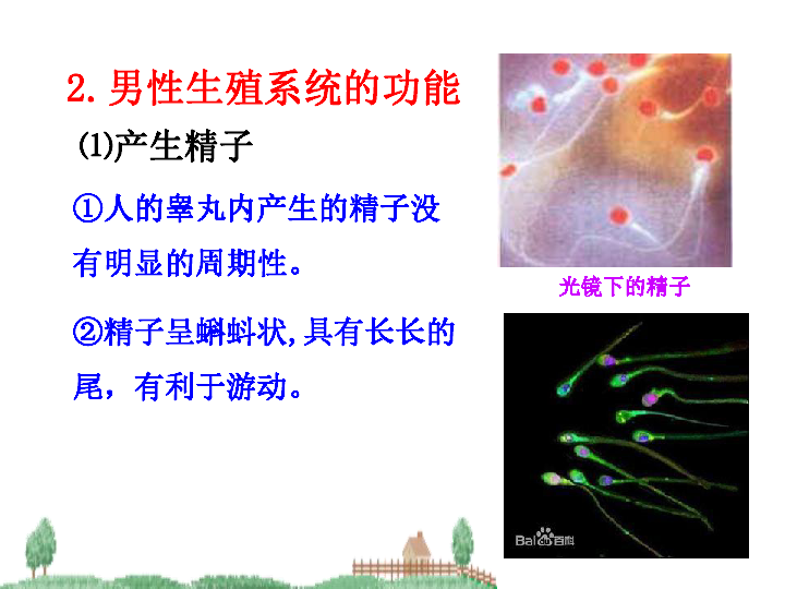 苏教版七下生物 8.2人的生长发育和青春期 课件（26张PPT）