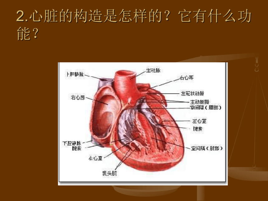 1.2心脏和血管 课件 (2)
