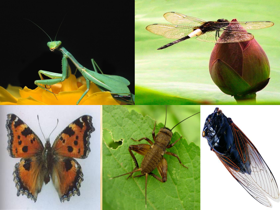 人教版八年级生物下册7.1.2第二节 昆虫的生殖和发育课件（共31张PPT）