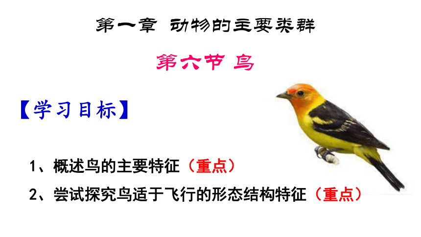 人教版八年级上册生物5.1.6鸟课件（15张PPT）