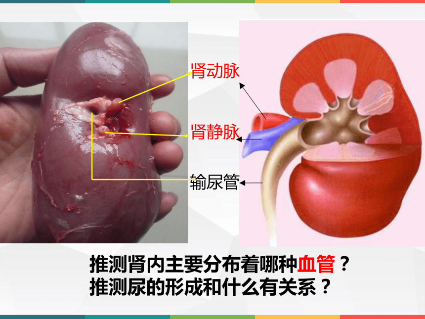 肾动脉分段图片