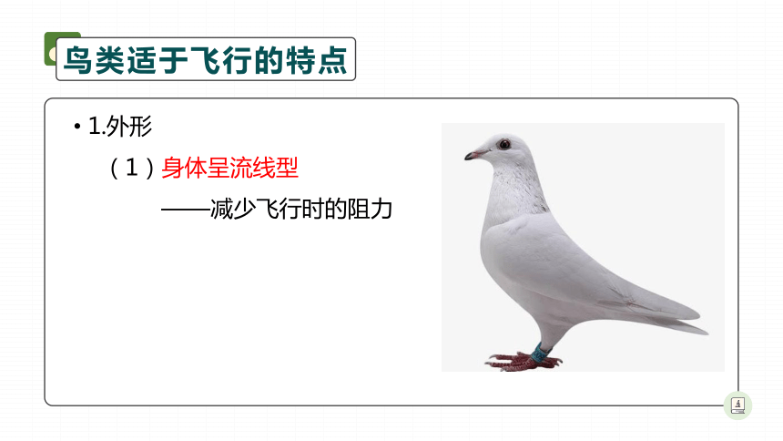 人教版八年级上册生物5.1.6鸟课件（29张PPT）