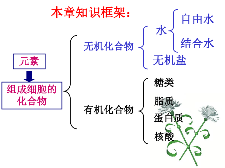 必修一 人教版 第二章 组成细胞的分子 复习课件 共22张PPT