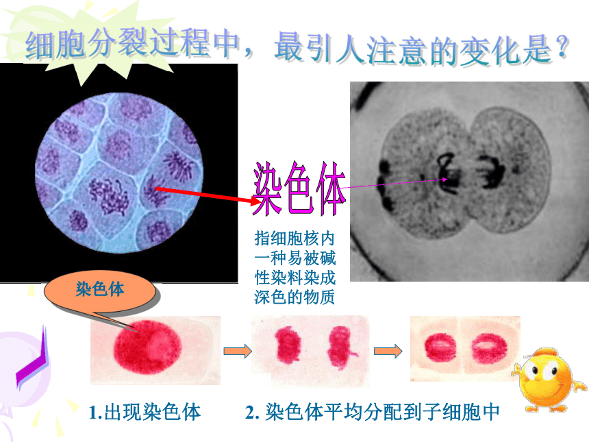 第3节 生物体的结构层次(细胞的分裂、生长和分化)