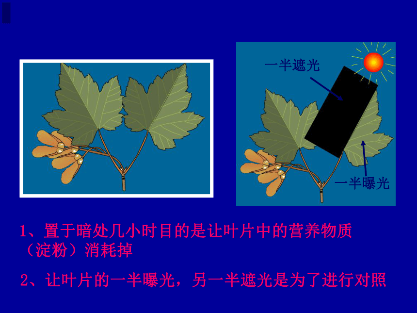 光合作用教学课件