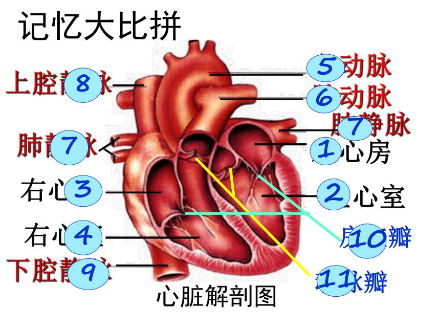 4.3输送血液的泵-心脏 课件（共25张PPT）