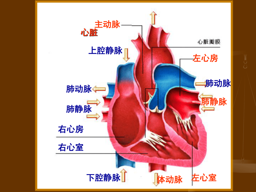 1.2心脏和血管 课件 (2)