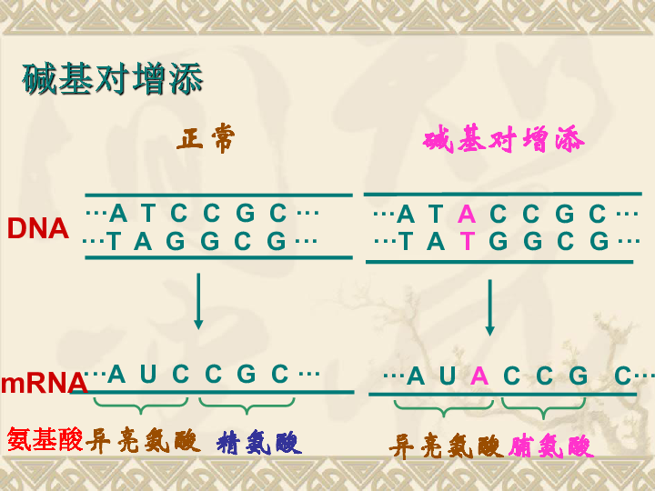 人教版高中生物必修二5.1基因突变和基因重组 (共28张PPT)