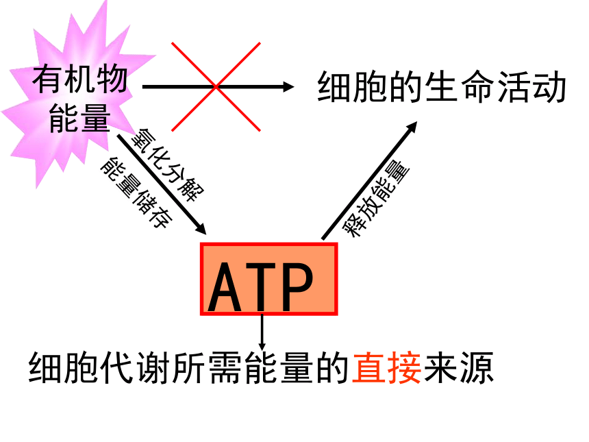 ATP的利用图片